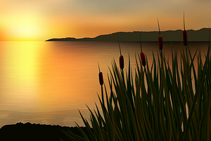 Reeds and rushes. Golden sunset.