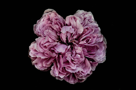 Petals I - stock photo