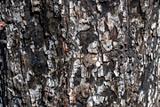 A close-up image of a texture tree, a Background Photo by Schreibikus (Thumbnail 5 of 10)