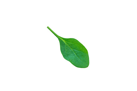 Spinach leaves isolate on white, a Food & Drink Photo by yanadjana