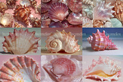 60 Aesthetic Seashells Stock Photos, a Nature Photo by Incomelion (Thumbnail 9 of 14)