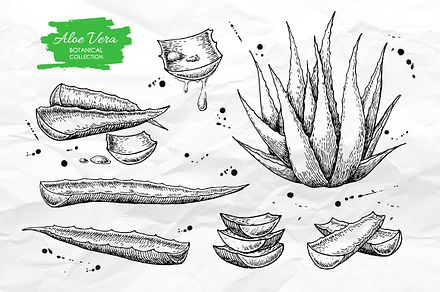 Aloe Vera Set. Botanical Drawings
