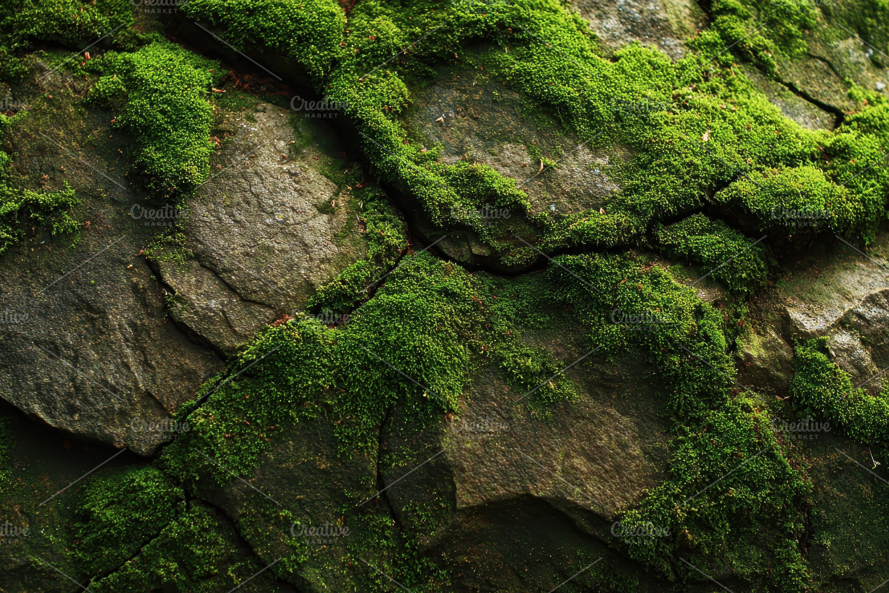 Moss growing on rocks in a natural, a Photo by Pavel_design