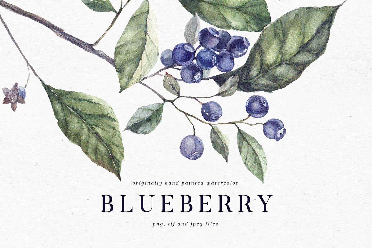 Blueberry watercolor collection, a Decorative Illustration by Tilling (Photo 1 of 7)