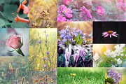 Flower collection 100 photos, a Nature Photo by Vladimir Kazimirov (Thumbnail 6 of 14)