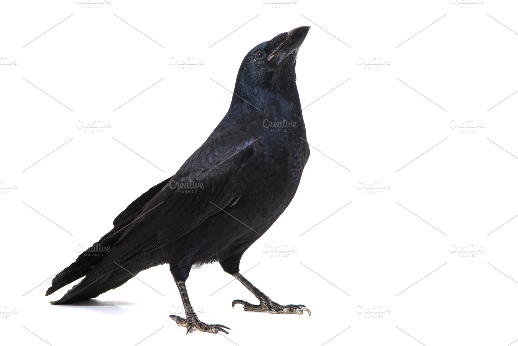 Common Raven on white, an Animal Photo by MriyaWildlife