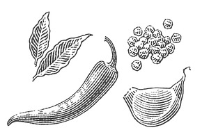 Spice set engravings, a Food Illustration by Irina Trusova