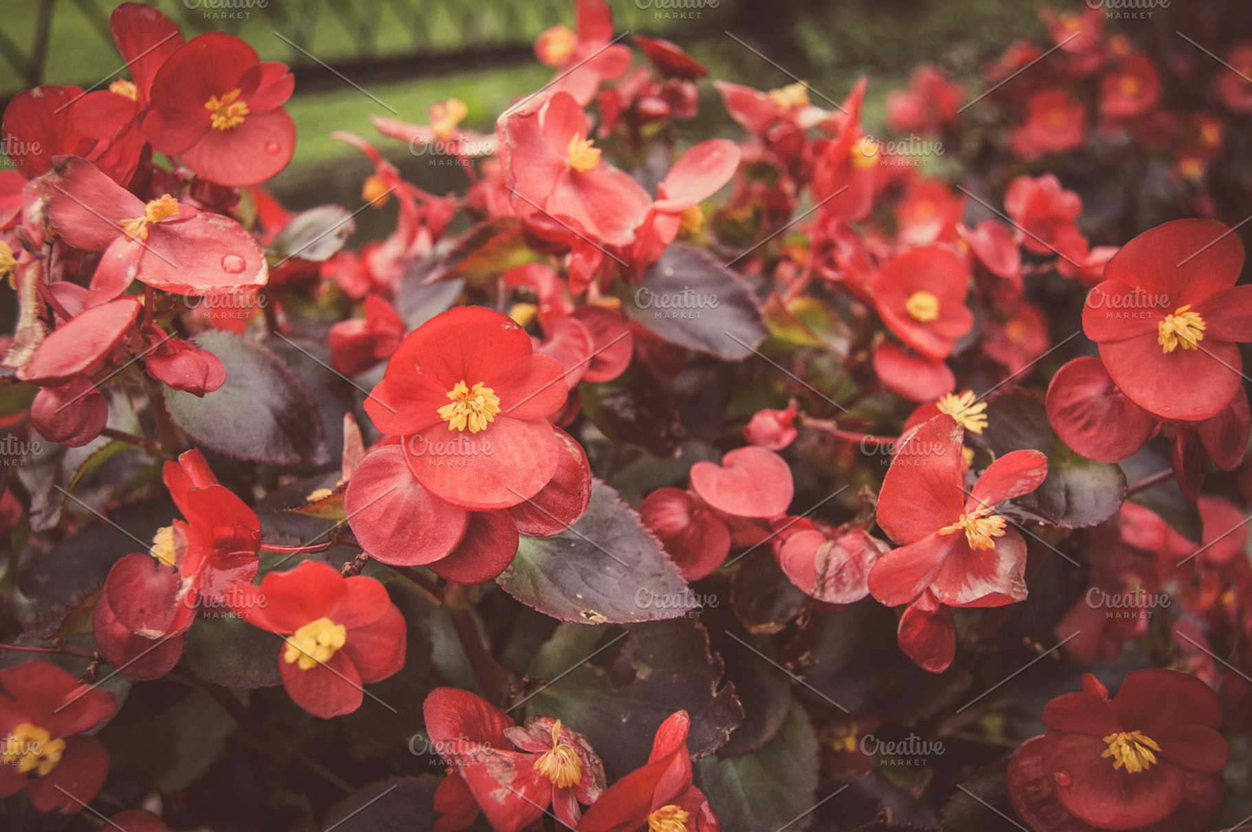 Flowers 1 stock photo containing flowers and nature, a Nature Photo by bozekmichal