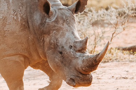 White rhino, an Animal Photo by Kzara Visual Concepts