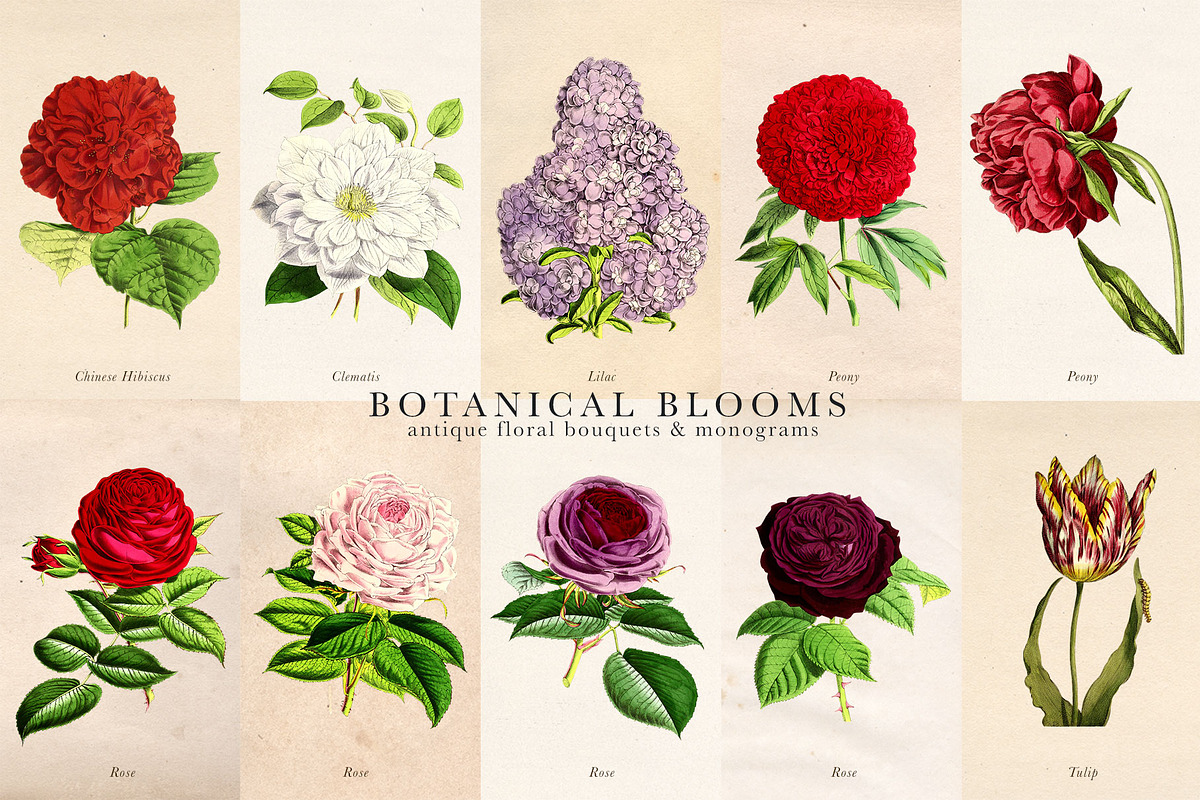 Botanical Blooms & Monograms, an Object Graphic by Eclectic Anthology