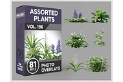 81 Assorted Plants Photo Overlays, a Nature Photo by KenScape (Thumbnail 1 of 4)