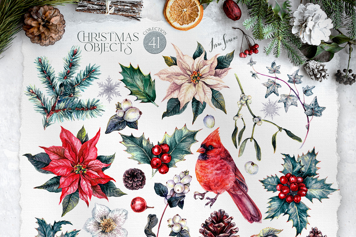 Cardinal Bird Watercolor Christmas, a Decorative Illustration by Inna Sinano (Photo 6 of 10)