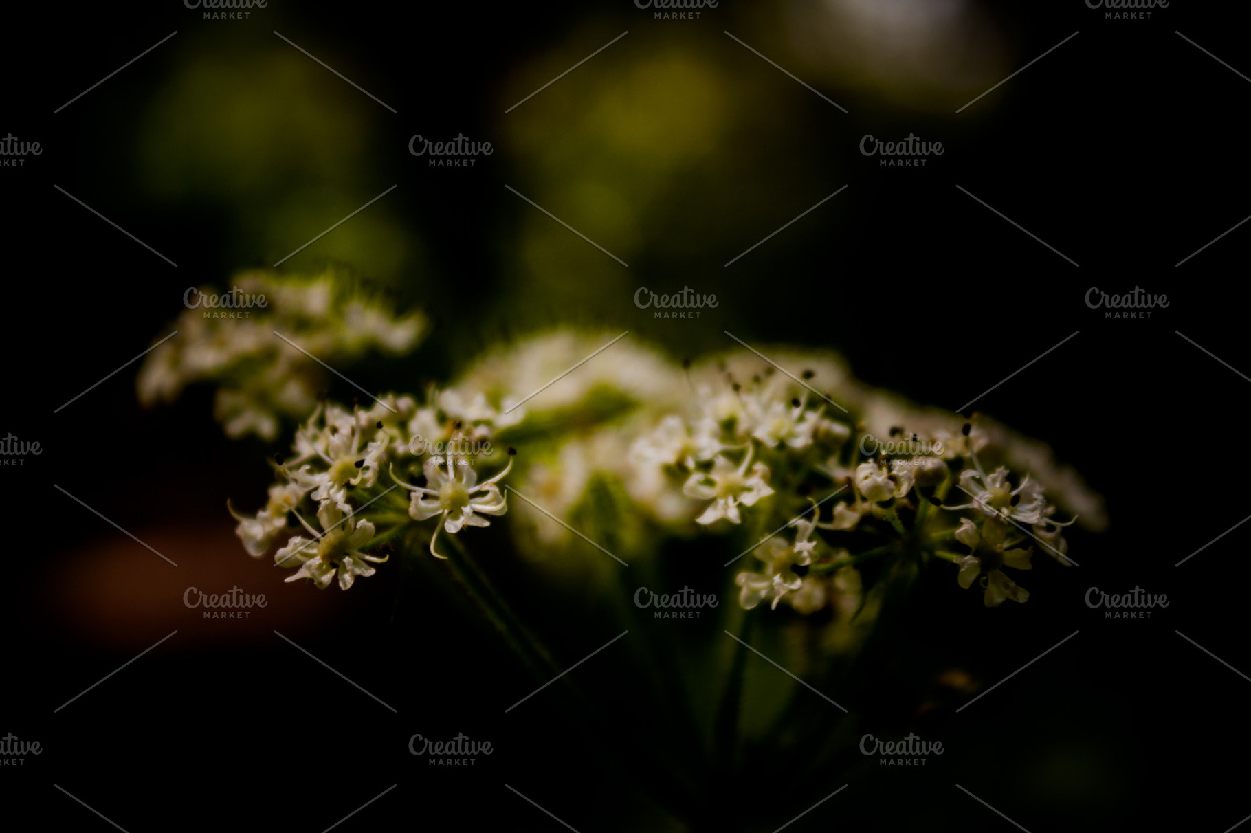 Flowers in dark