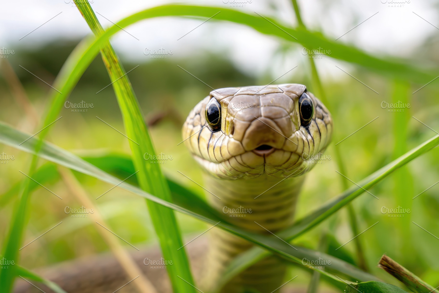 Close-up of a snake in natural habitat, an Animal Photo by AlyaAnd