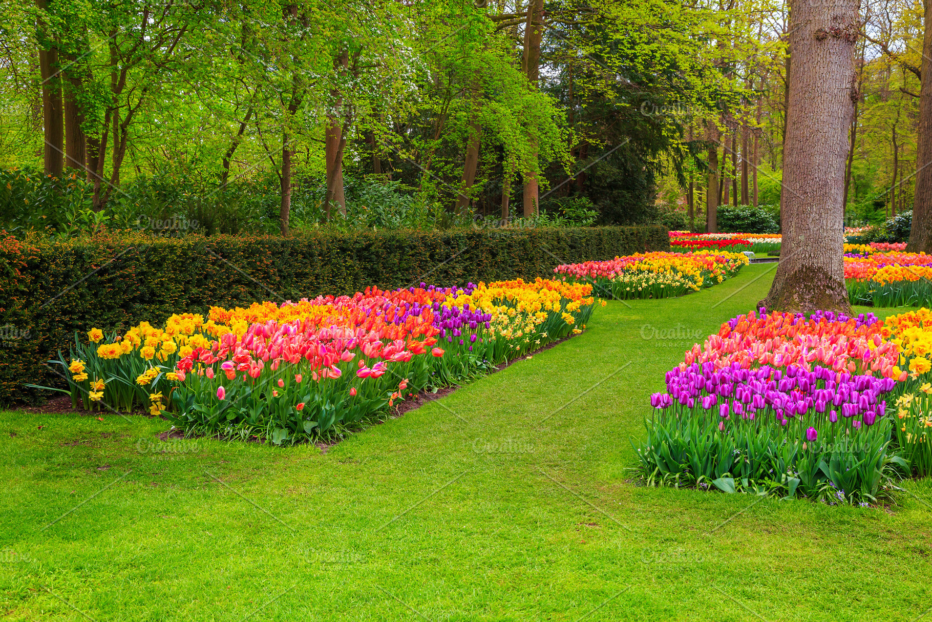Breathtaking colorful fresh tulips, a Nature Photo by Alpine Dreams