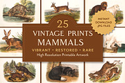 25 Vintage Mammal Prints by Audubon, an Animal Illustration by The Object Atlas (Thumbnail 1 of 10)