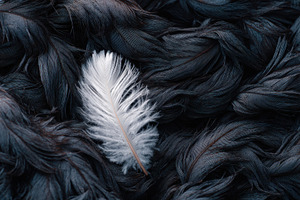 White feather rests on dark feathers, a Photo by Pavel_design