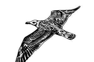 Seagull flying bw graphic, an Animal Illustration by DanFLCreativo