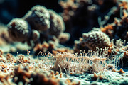 52 Fictional Microscopic Organisms, an Abstract Photo by h.utomo (Thumbnail 19 of 52)