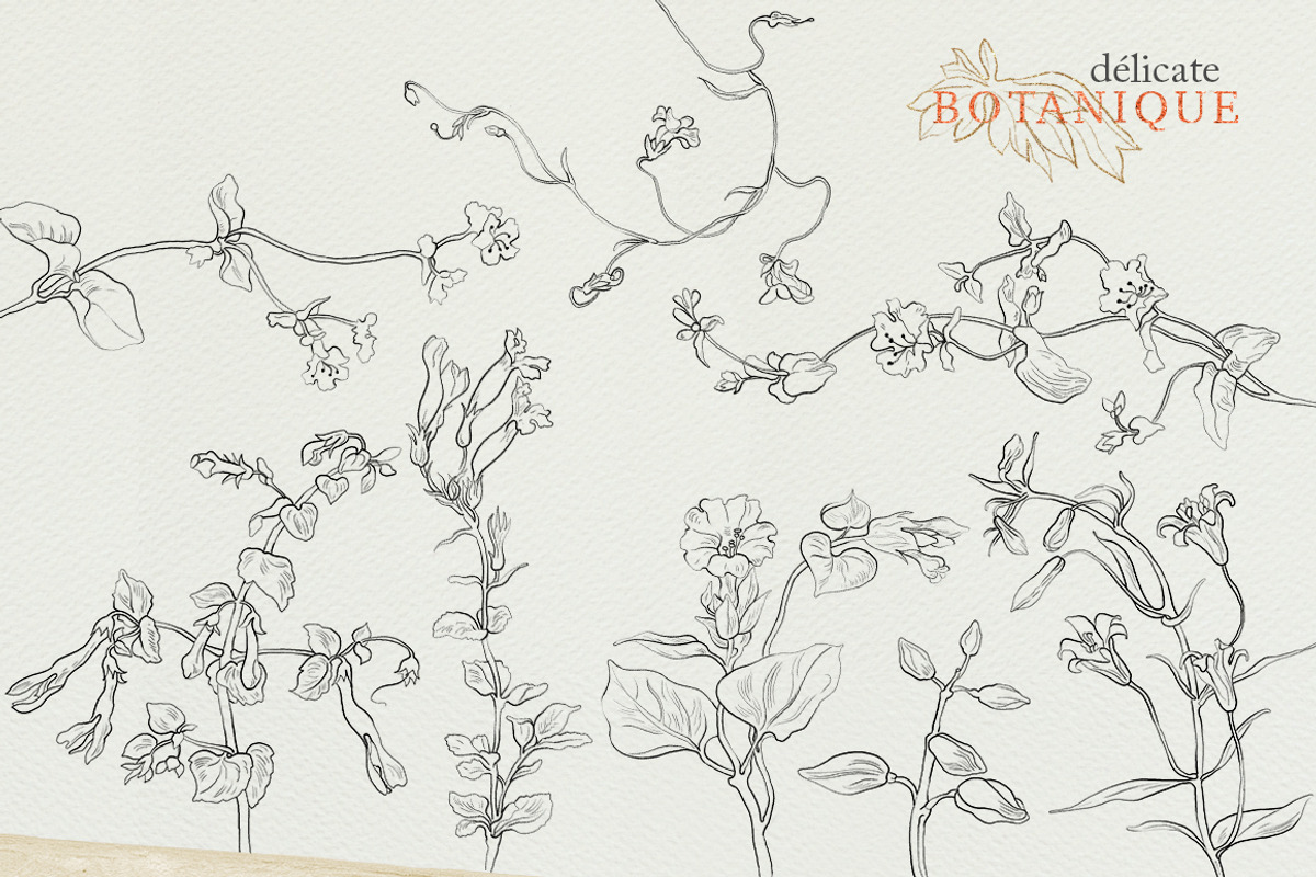 Pencil flowers | delicate drawings, an Illustration by GrafikBoutique (Photo 3 of 9)