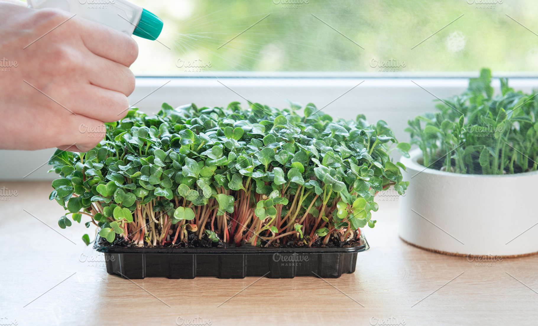 Gardener spraying microgreens growing in plastic containers on w, a Food & Drink Photo by Olena Rudo