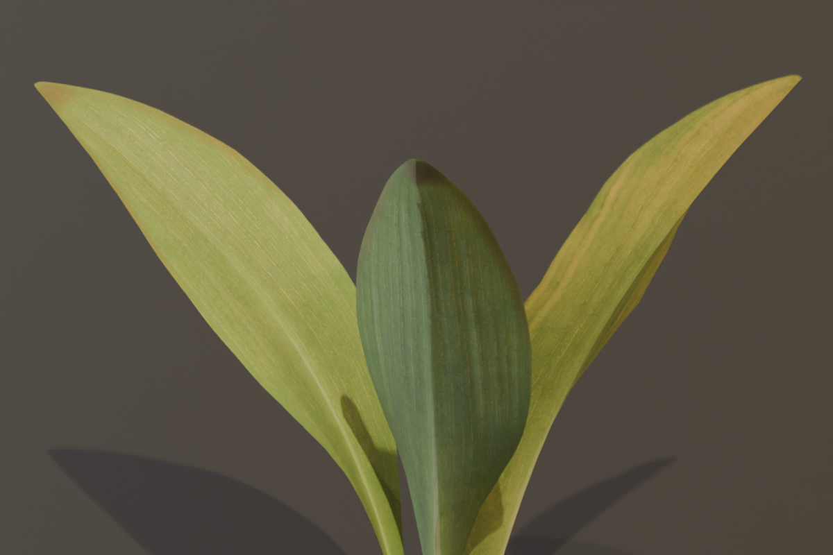The Haran Bush, a Plants & Tree 3D Model by FuturePastCreatives (Photo 6 of 13)