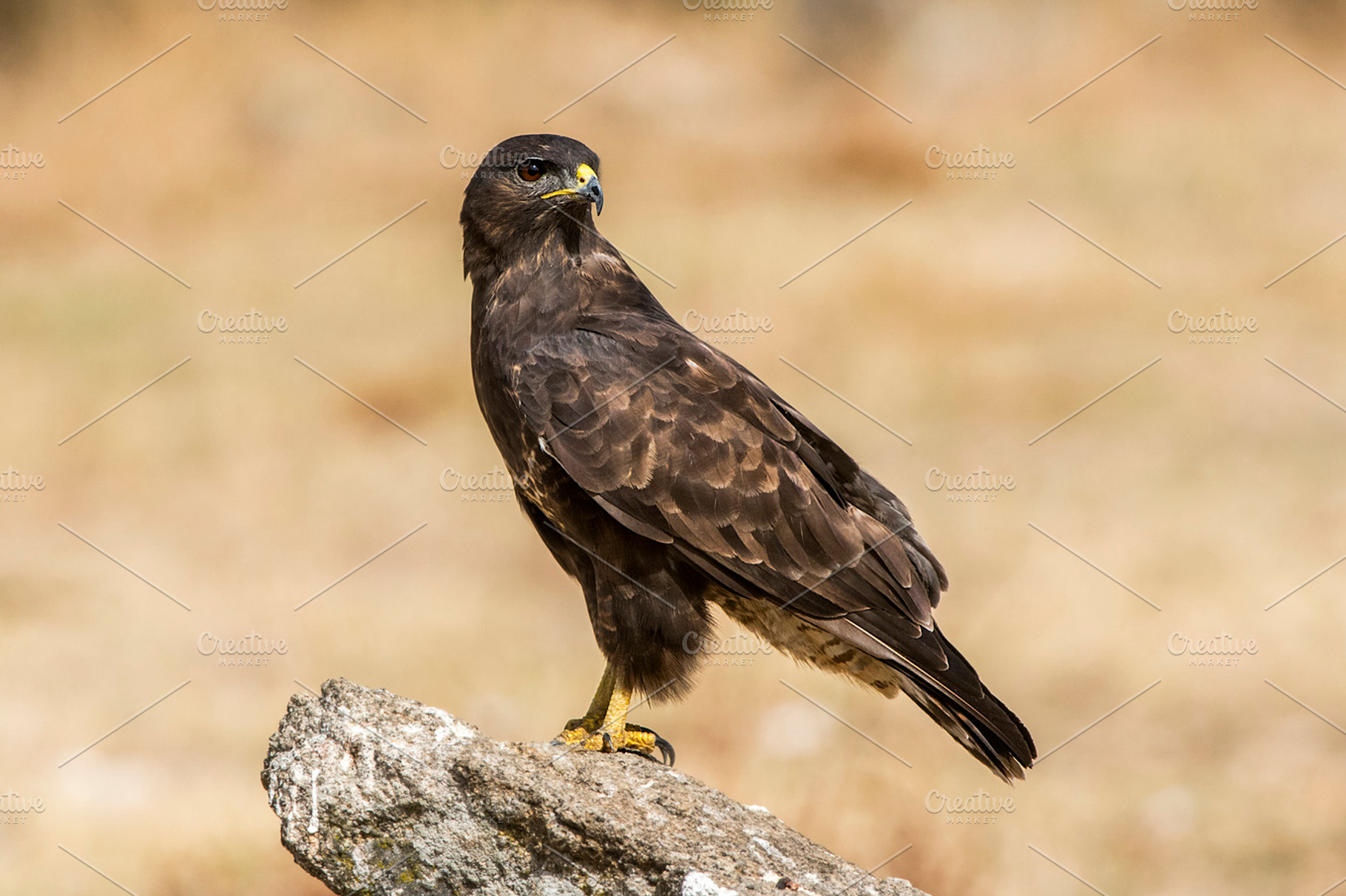 Common buzzard featuring buteo, common, and buzzard, an Animal Photo by Nat
