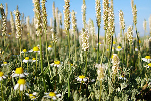 Field flowers containing flower, field, and wild