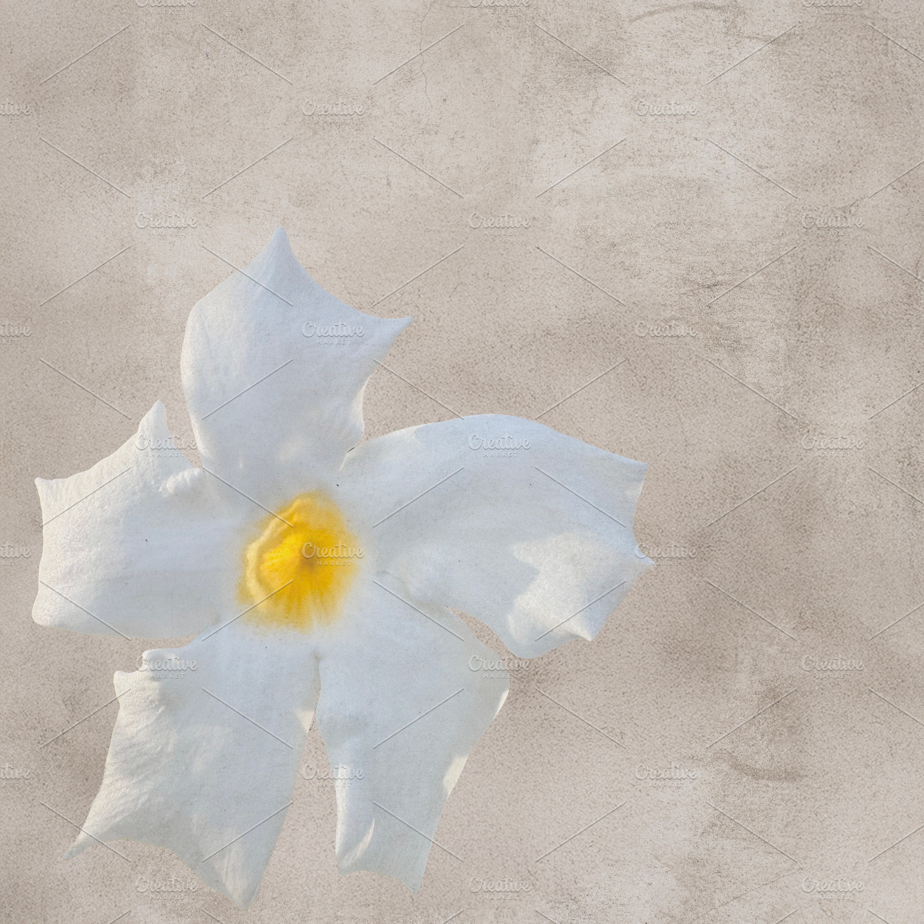 A single, delicate white flower, an Abstract Photo by Imaginarium
