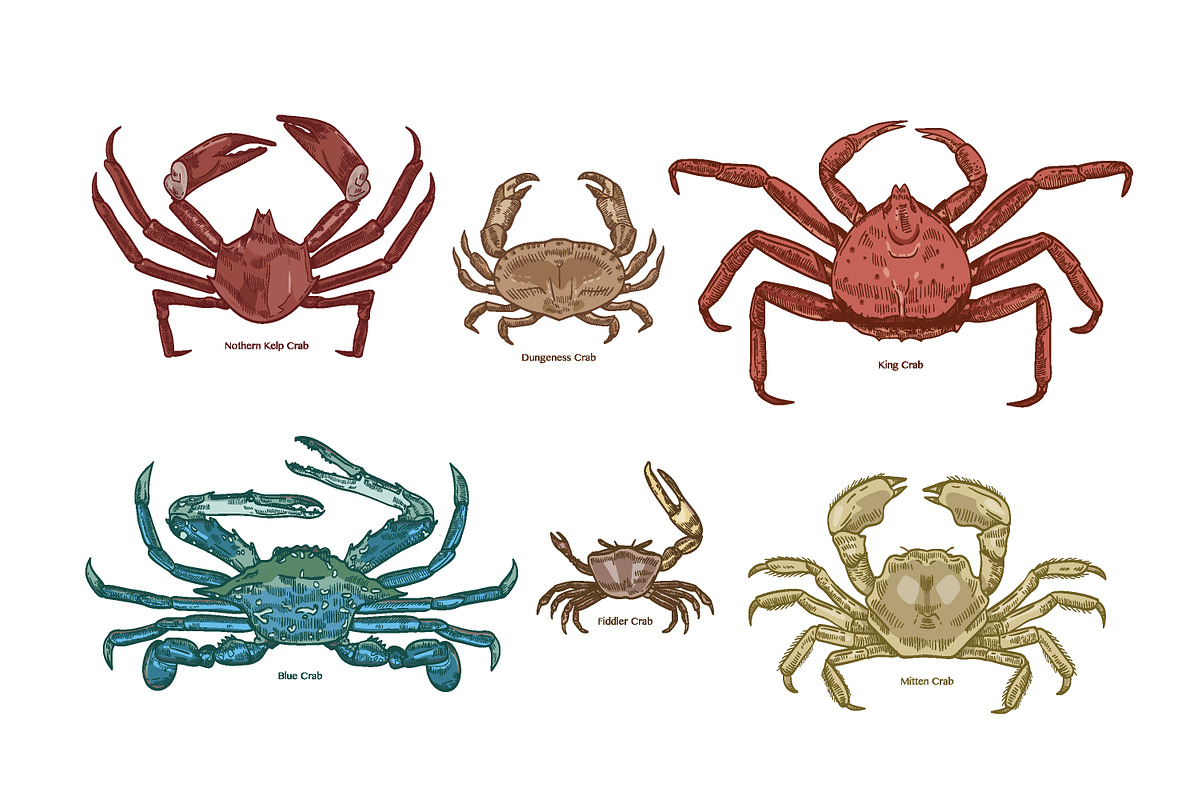 Crabs set + seamless patterns, an Animal Illustration by Good Studio (Photo 2 of 14)