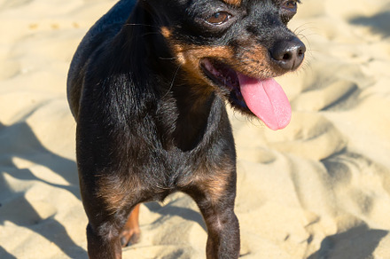 Black dog of the Russian Toy breed