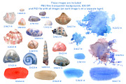 Nautical Mile Watercolor Collection, an Animal Illustration by Anna Druzhkova (Thumbnail 5 of 30)