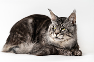 Large mackerel tabby Maine Shag Cat, an Animal Photo by Alexander-Piragis