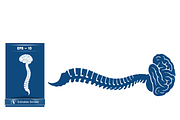 Stylized Spine and Brain Graphic, a Healthcare Illustration by CarWrap design (Thumbnail 3 of 4)