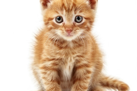 A Fluffy Ginger Kitten Posing with Innocence - Generative AI, an Animal Photo by José Manuel Gelpi