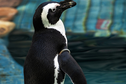 African Penguin Standing on Rock, an Animal Photo by Perpis