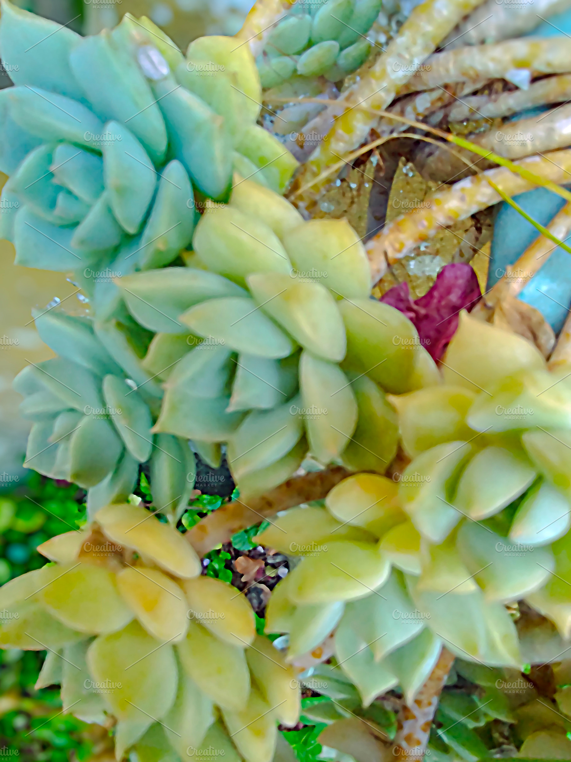 Succulent plants at interior garden overhead shot, a Nature Photo by DanFLCreativo