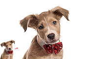 Pet Abstract Paint Photoshop Action, an Action Add-On by MRI STUDIO (Thumbnail 3 of 9)