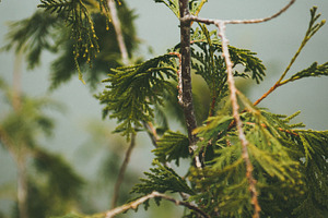 Branch featuring green, blue, and nature
