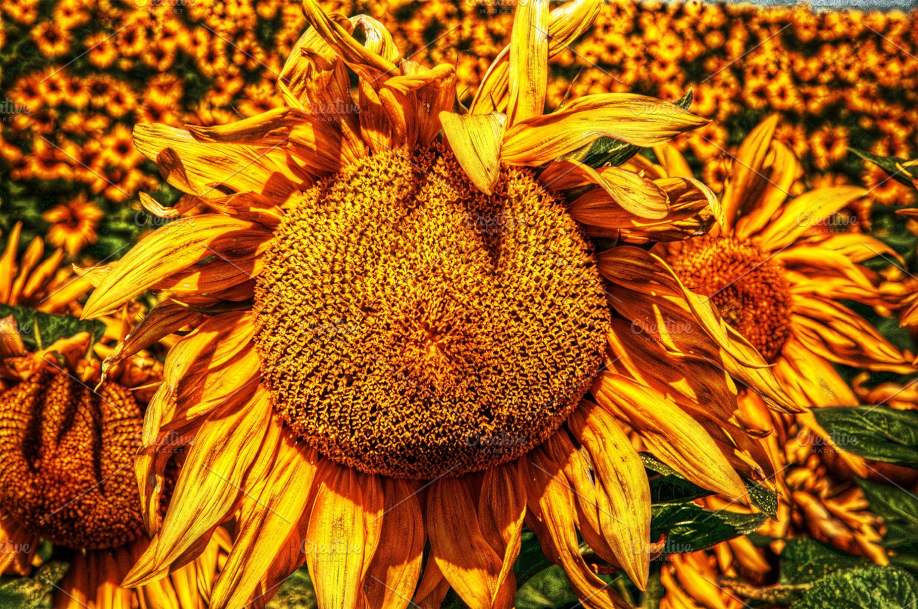 Sunflower, a Photo by lsalas-morera