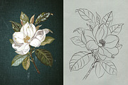 Lemons and Magnolia vector set, an Object Illustration by FleurArt (Thumbnail 7 of 11)