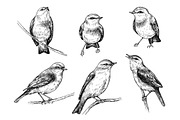 Birds on Branches Sketch, a Decorative Illustration by Valentyna Smordova (Thumbnail 2 of 9)