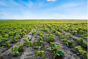 Wide agricultural field with young, an Industrial Photo by volodymyrshtun13795