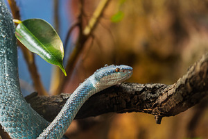 Venomous Blue Snake on a Branch with, an Animal Photo by Perpis