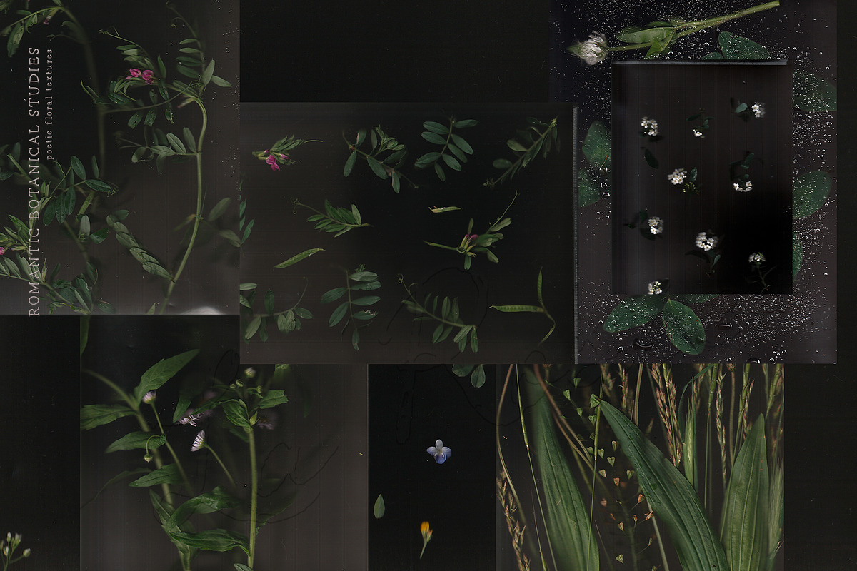 La Rosee Botanical Backgrounds, a Wallpaper Graphic by nadispasibenko (Photo 8 of 9)