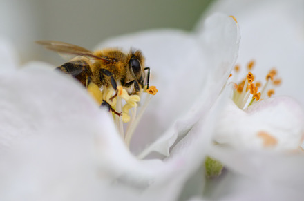 Close Honey bee collecting pollen from apple tree blossom, an Animal Photo by Byrdyak