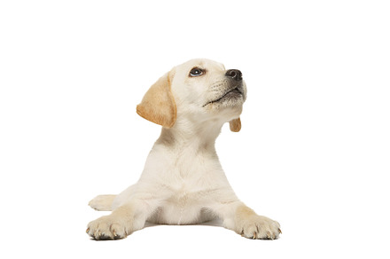 puppy labrador isolated on white bac, an Animal Photo by AlexBush