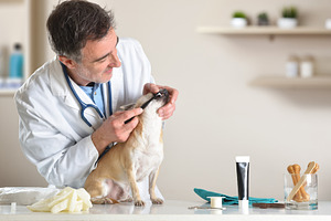 Veterinarian Brushing Dog Teeth in Clinic