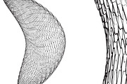 30 Wireframe Vectors, a Decorative Illustration by DesignerCandies (Thumbnail 6 of 12)