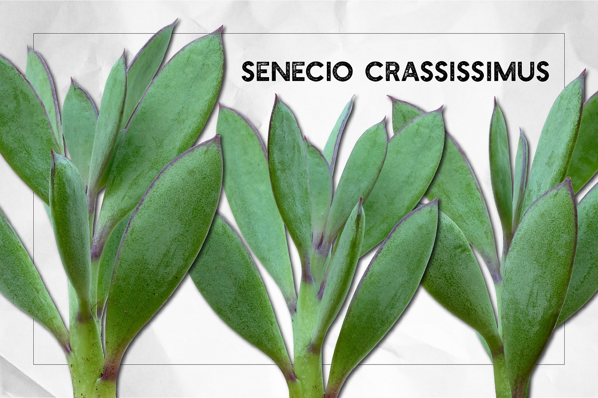 Succulents - Real Botanic Specimens, an Object Graphic by Turning Moss (Photo 8 of 12)